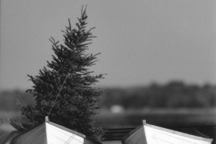 2-dories-tree