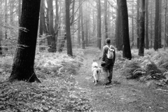 dog-trail