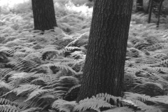 ferns-trees