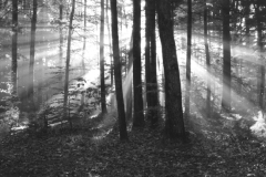 sun-rays-trees