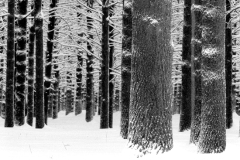 tallpines