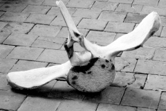 vertebrae