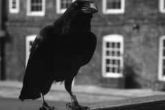 black-crow